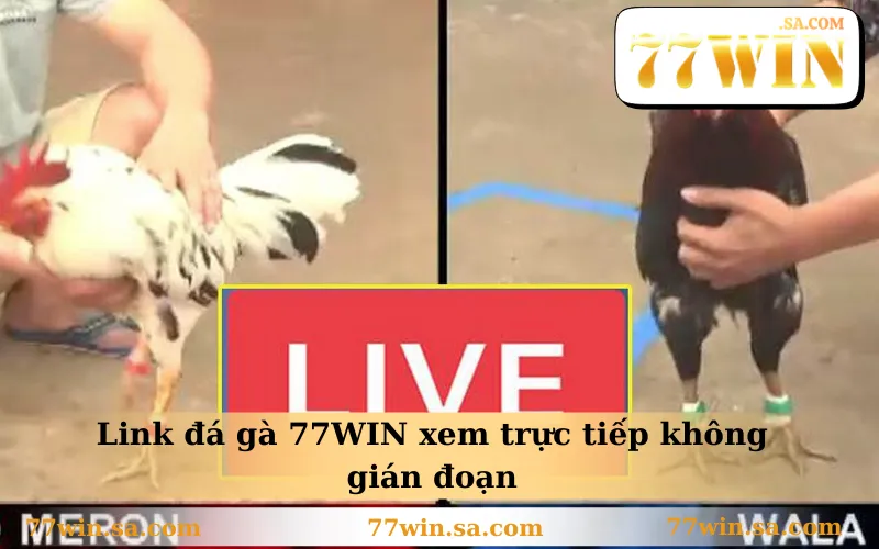 Đá Gà 77WIN 1 Link đá gà 77WIN xem trực tiếp không gián đoạn